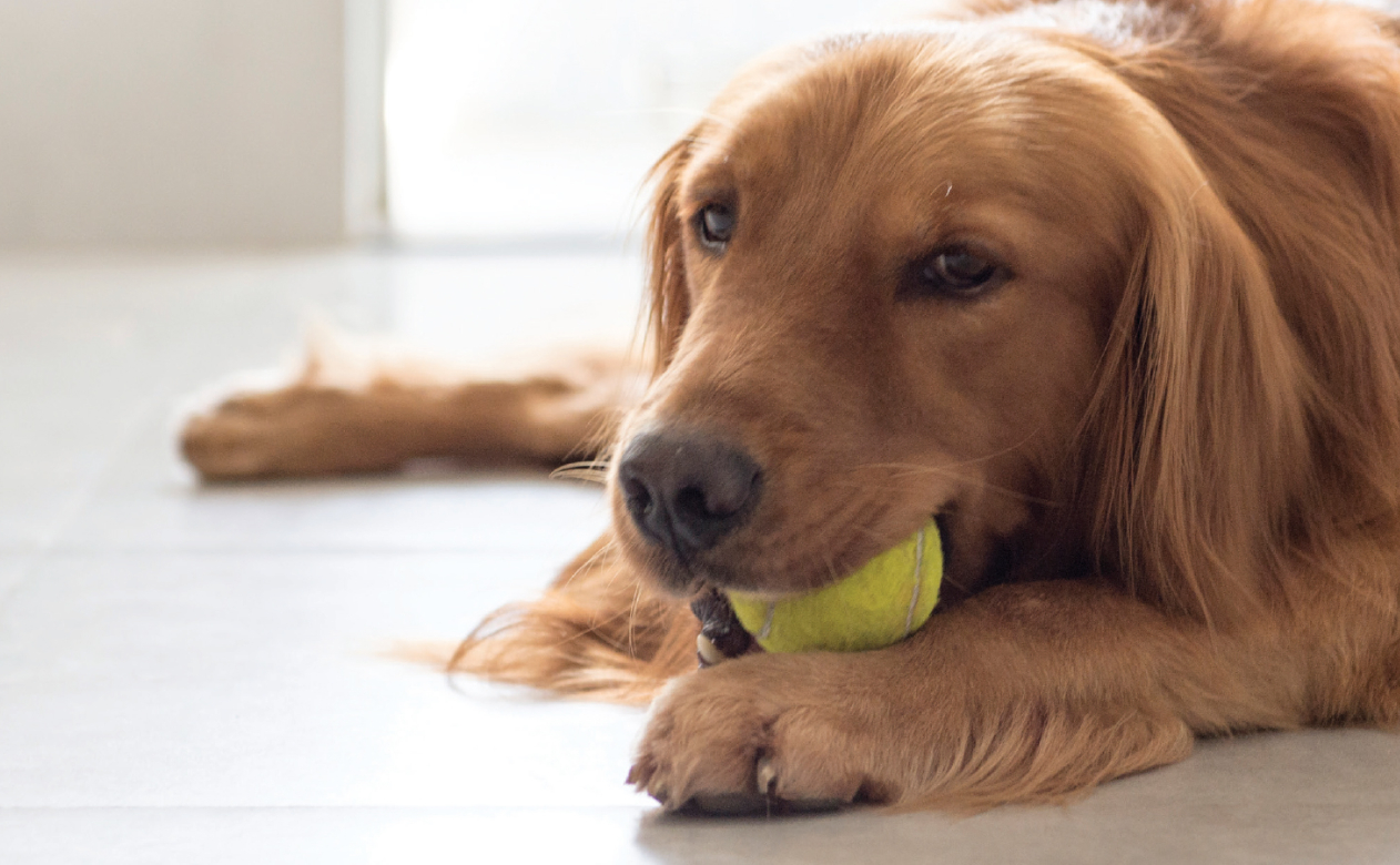 dog on hardwood flooring pet friendly flooring in IA
